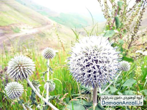 گزارش صعود شبانه به شاه معلم گروه دامون انزلی 12 تیر 1393